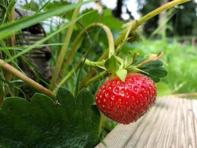 Le Prieuré Des Fontaines Maison d'hôtes 3*